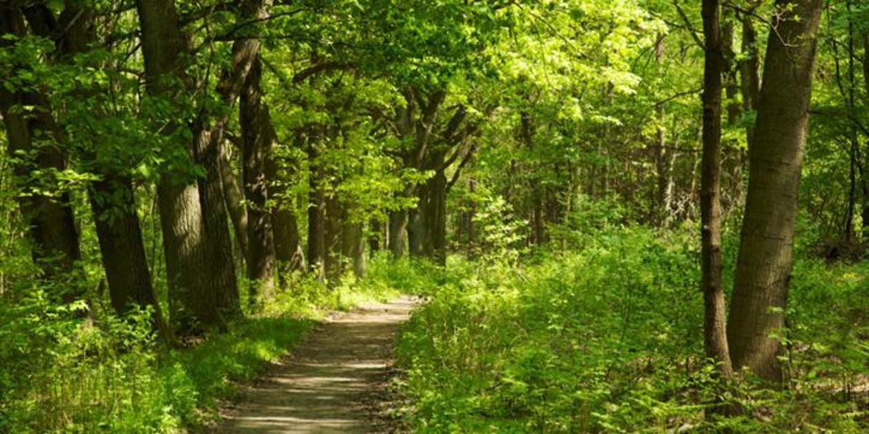 L'immagine mostra un sentiero alberato della Riserva Naturale Bosco di Alcamo